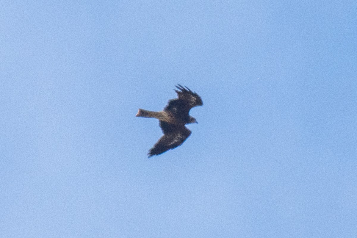 Black Kite - ML627258697