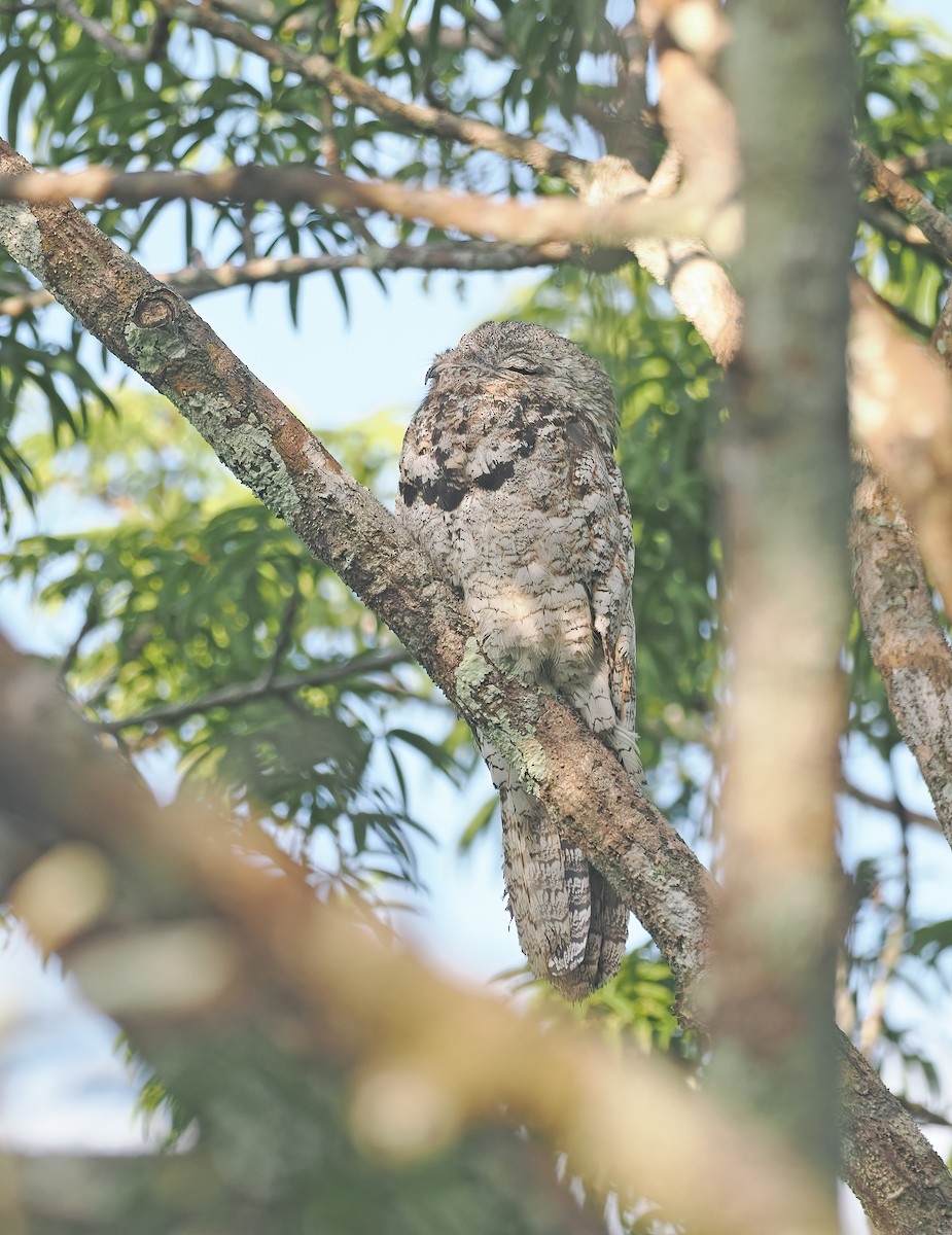 Great Potoo - ML627258763