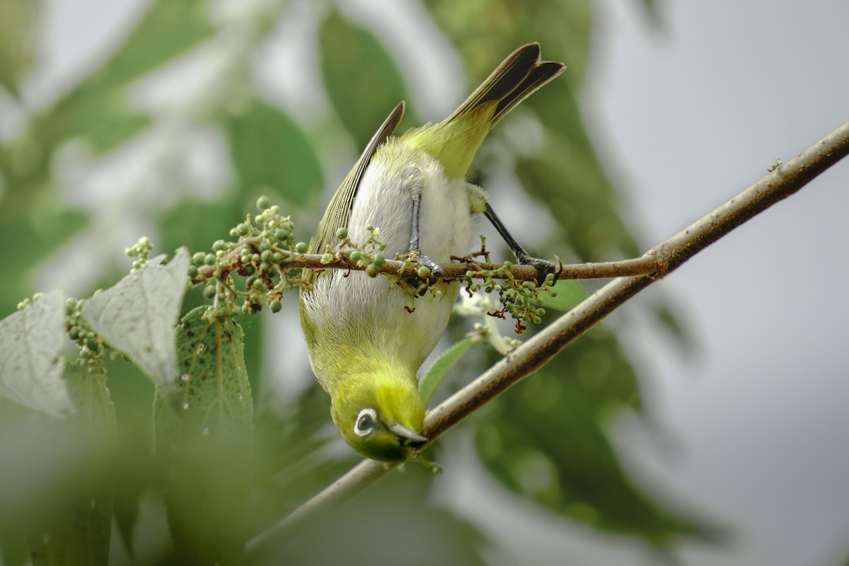 Warbling White-eye - ML627258770