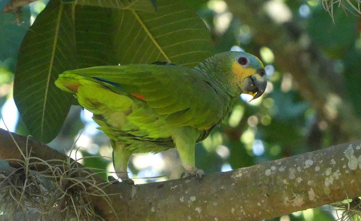 キソデボウシインコ - ML627258771