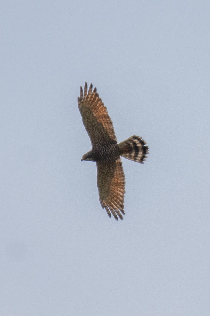 Gray-faced Buzzard - ML627258792