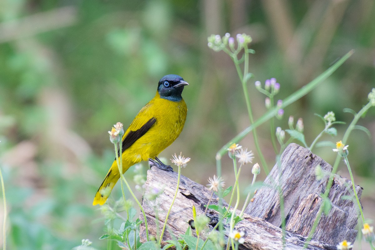 Black-headed Bulbul - ML627258845