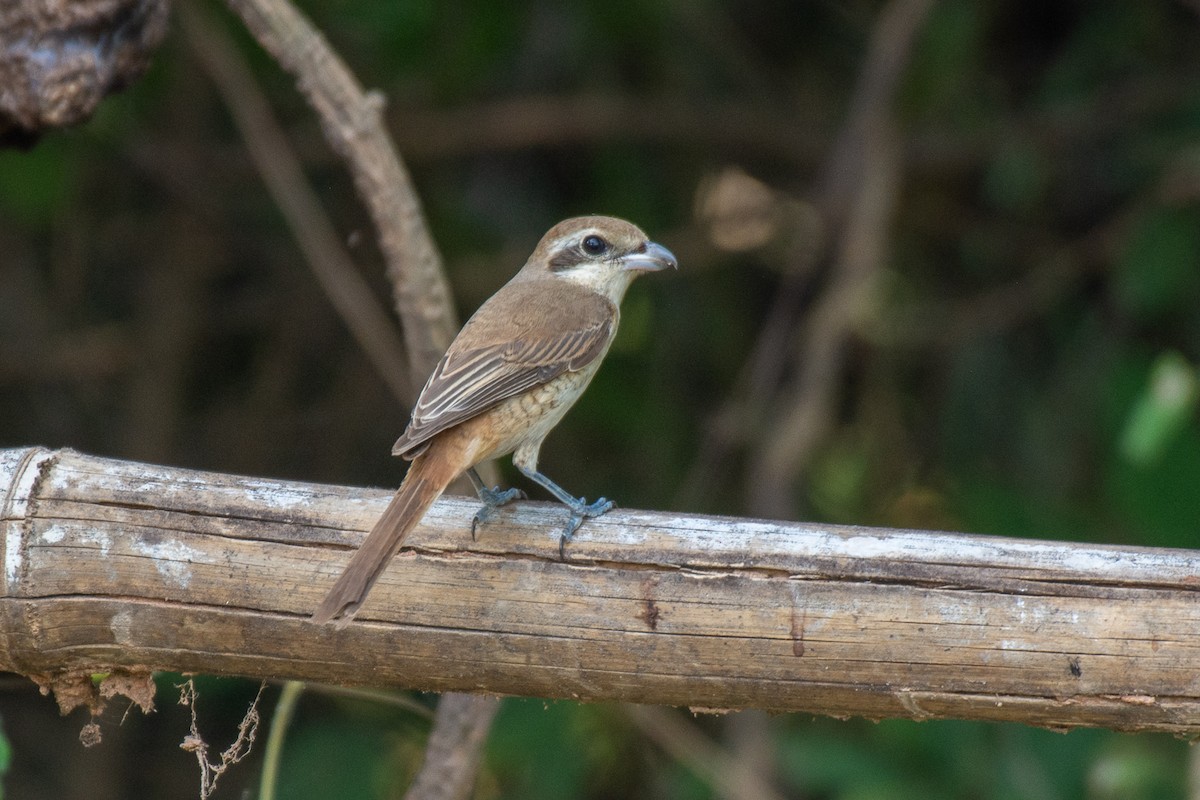 Brown Shrike - ML627258901