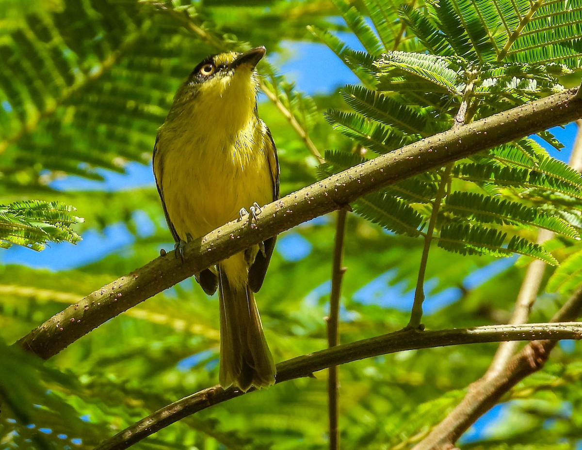 Gray-headed Tody-Flycatcher - ML627258944