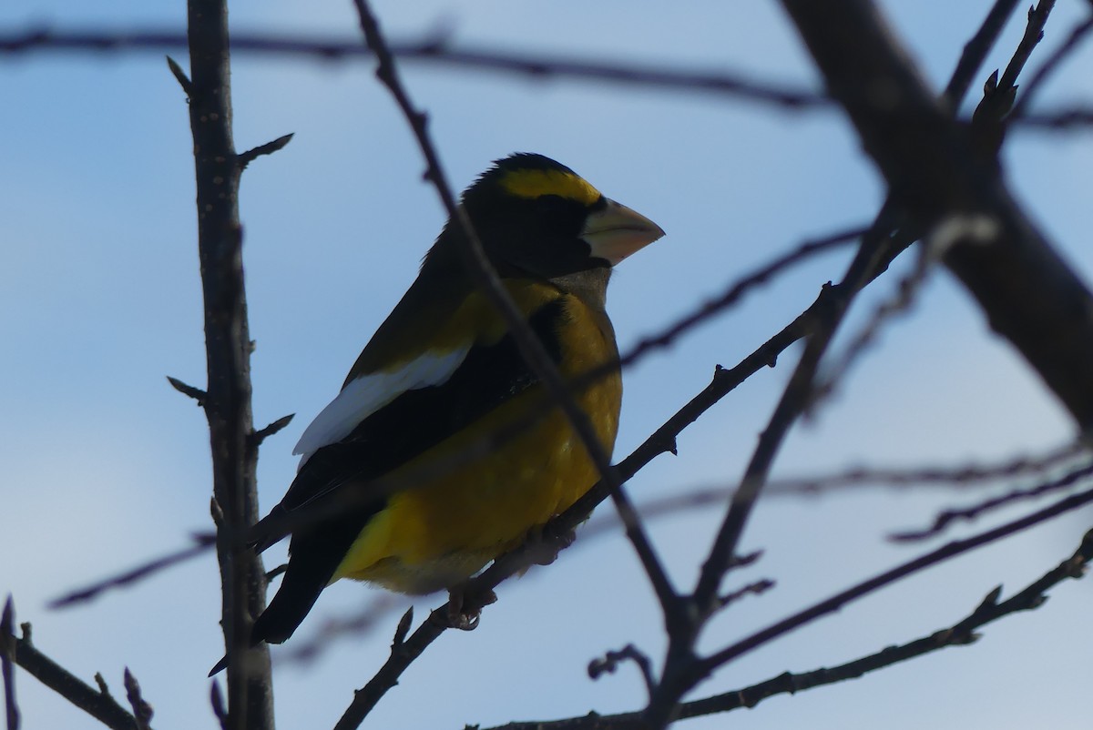 dlask žlutočelý - ML627258964