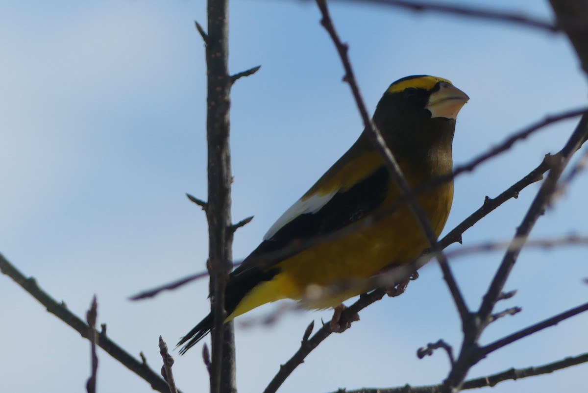 dlask žlutočelý - ML627258972