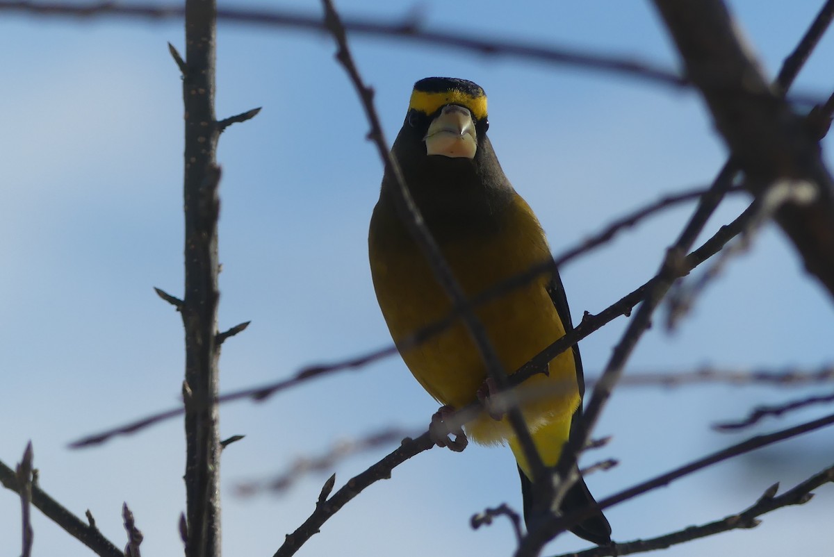 dlask žlutočelý - ML627258982