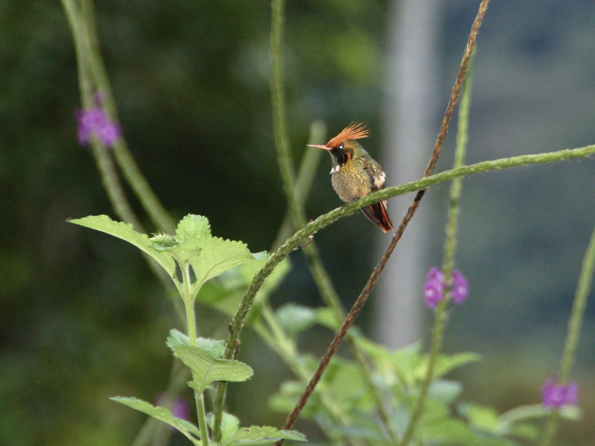 Rufous-crested Coquette - ML627259020