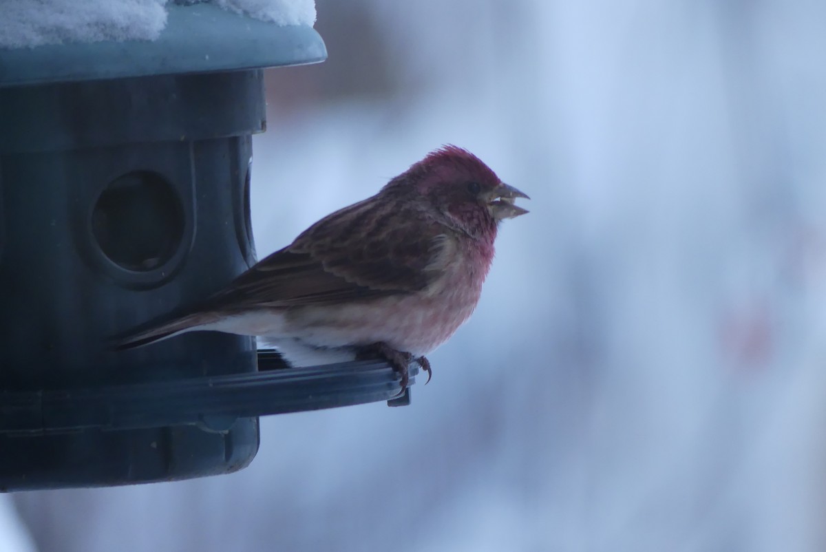 hýl nachový - ML627259079