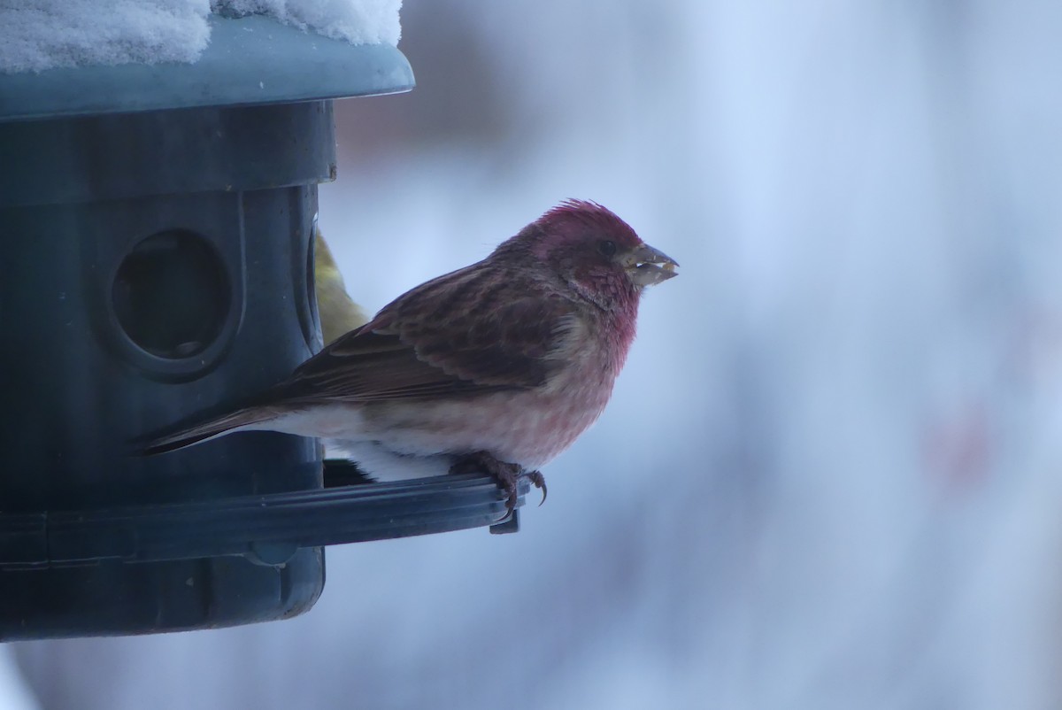 hýl nachový - ML627259081