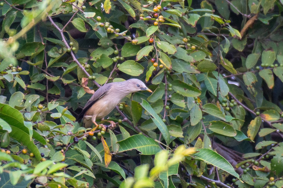 Chestnut-tailed Starling - ML627259111