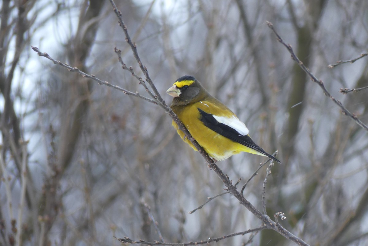 dlask žlutočelý - ML627259124