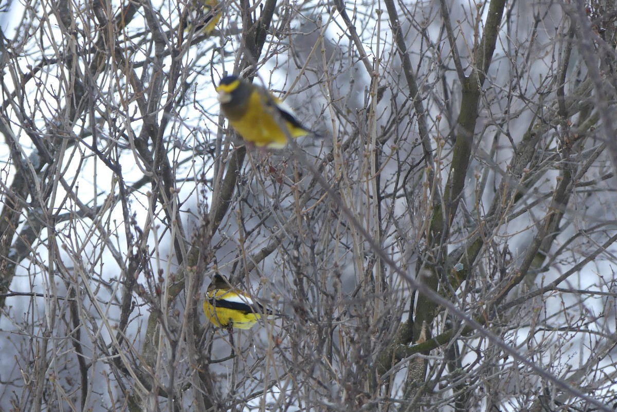 dlask žlutočelý - ML627259127