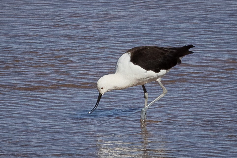 Andean Avocet - ML627259205