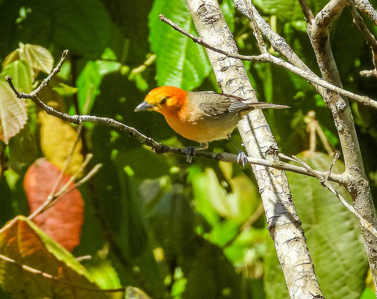 Orange-headed Tanager - ML627259209