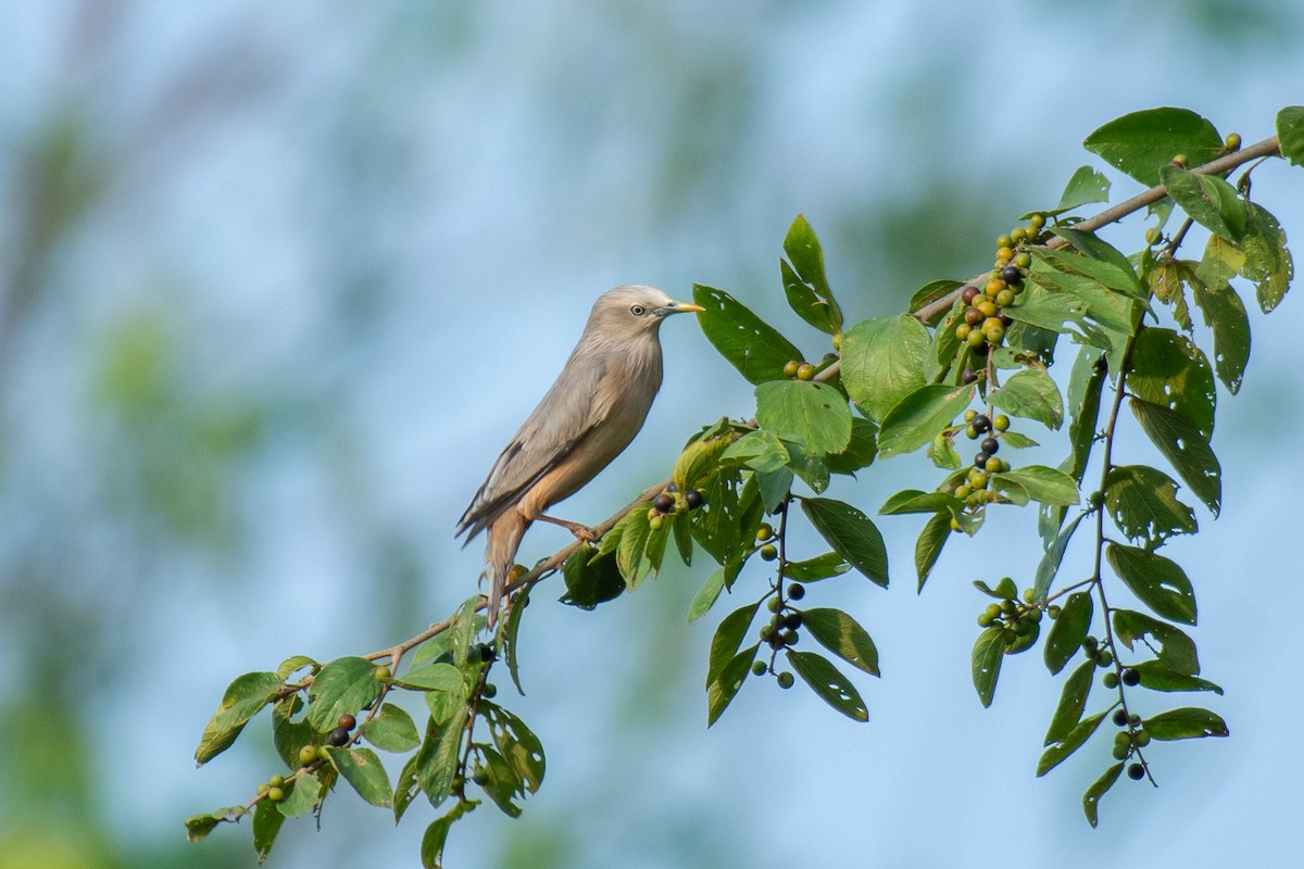 Chestnut-tailed Starling - ML627259217