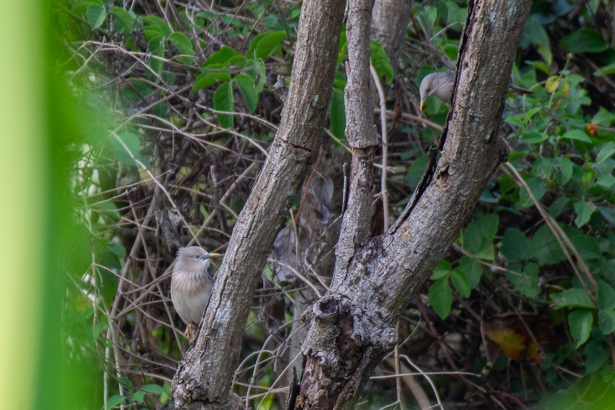 Chestnut-tailed Starling - ML627259245