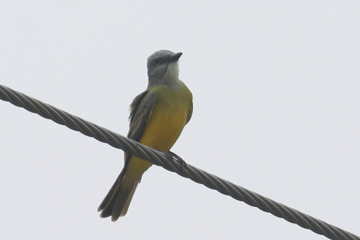 Tropical Kingbird - ML627259290