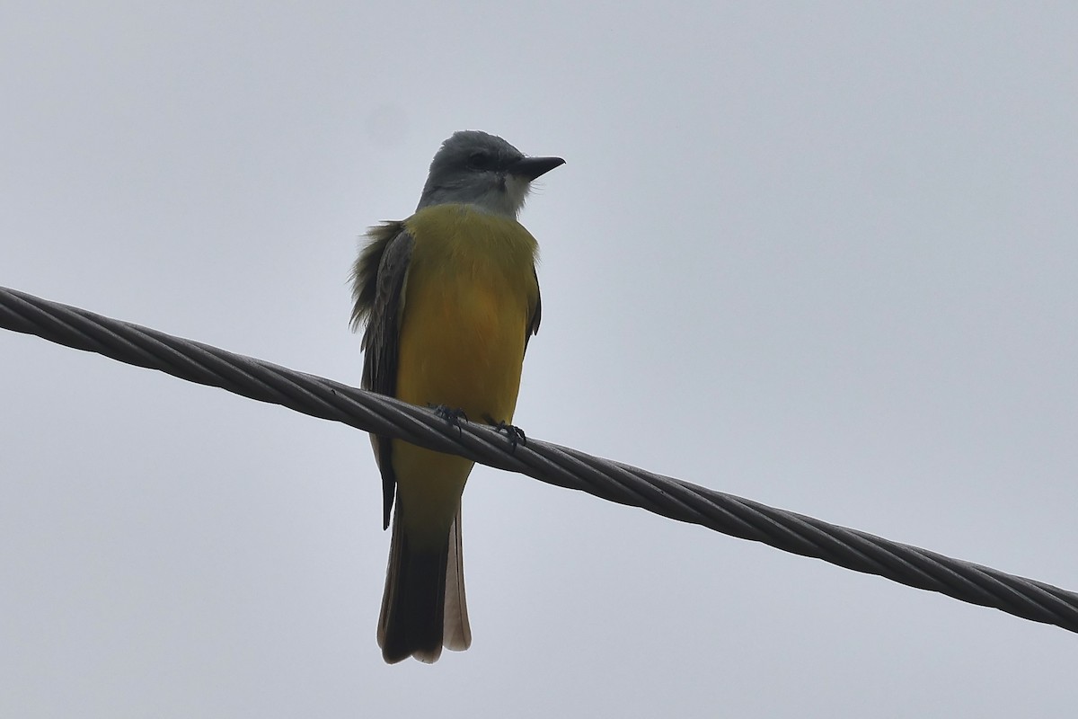 Tropical Kingbird - ML627259291