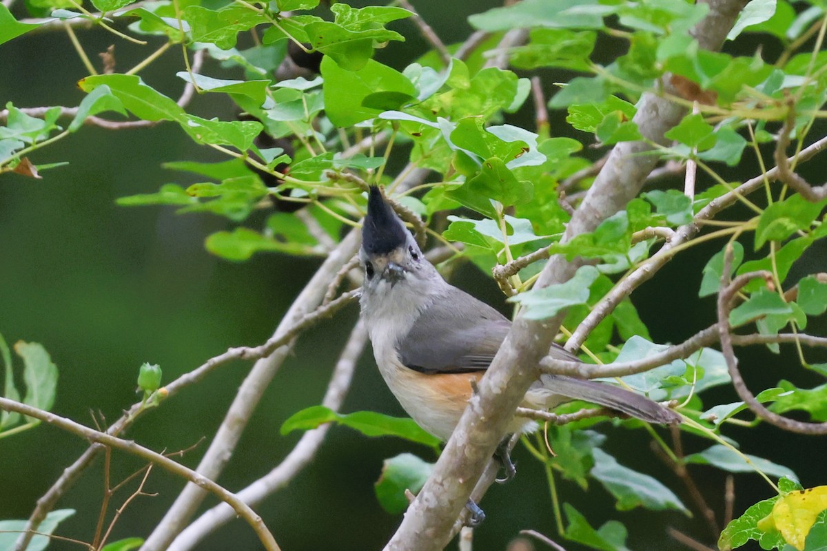 Black-crested Titmouse - ML627259298