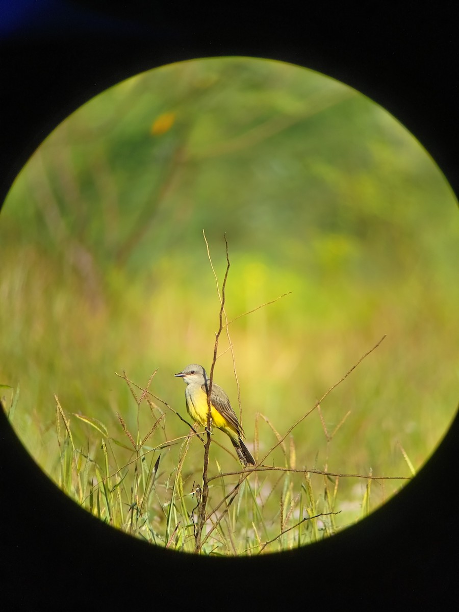 Western Kingbird - ML627259299