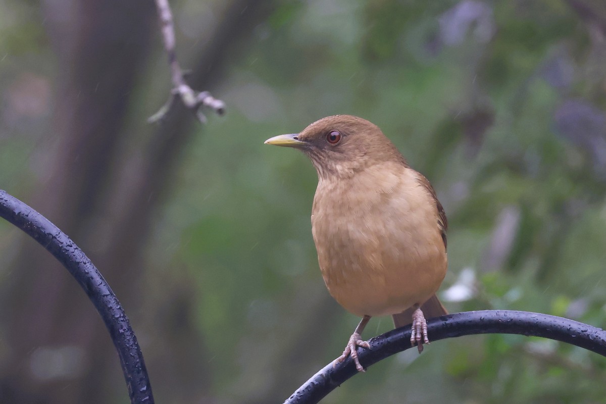 Clay-colored Thrush - ML627259326