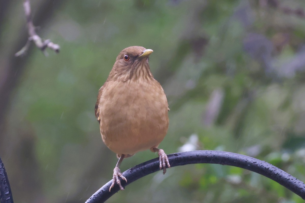 Clay-colored Thrush - ML627259327