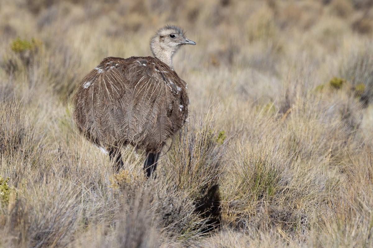 Lesser Rhea - ML627259436