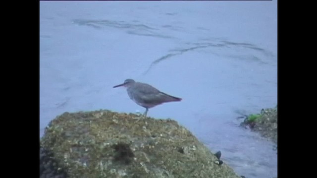 Wanderwasserläufer - ML627259765