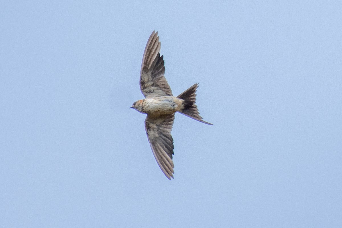 Eastern Red-rumped Swallow - ML627259809