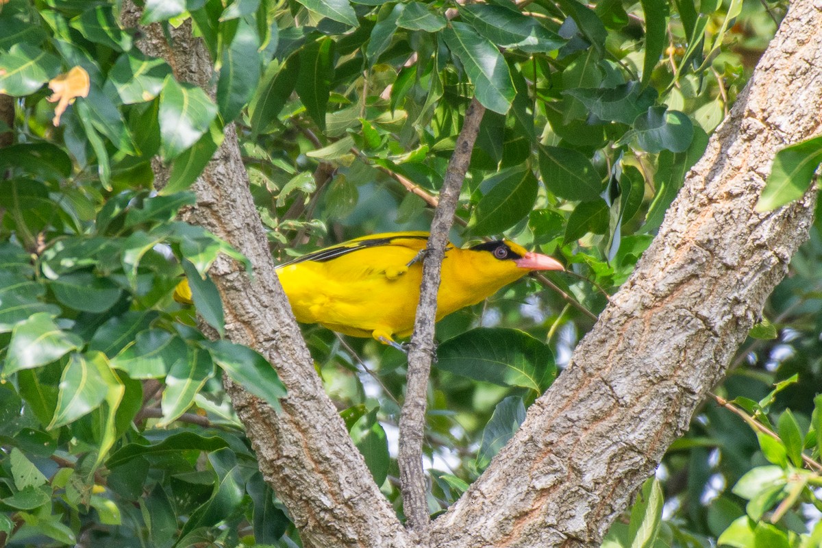 Black-naped Oriole - ML627259902
