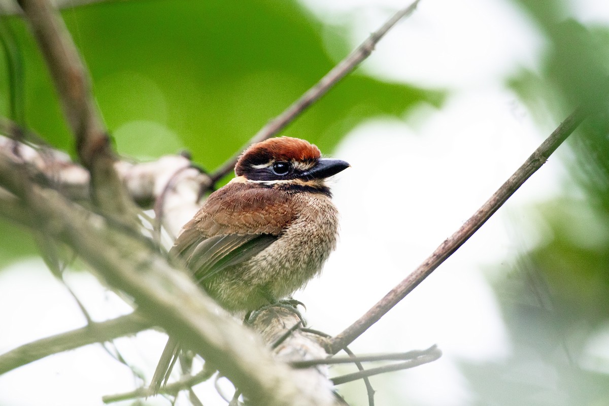 Chestnut-capped Puffbird - ML627259992