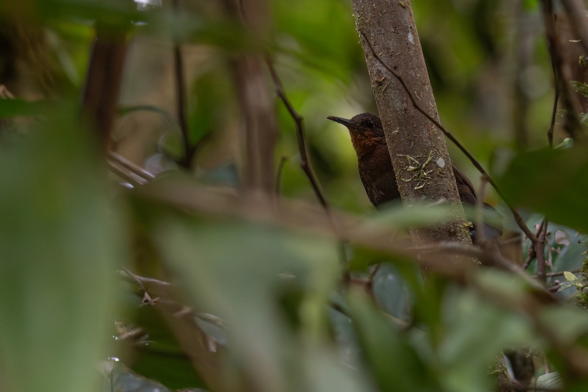 South American Leaftosser (Andean) - ML627260255