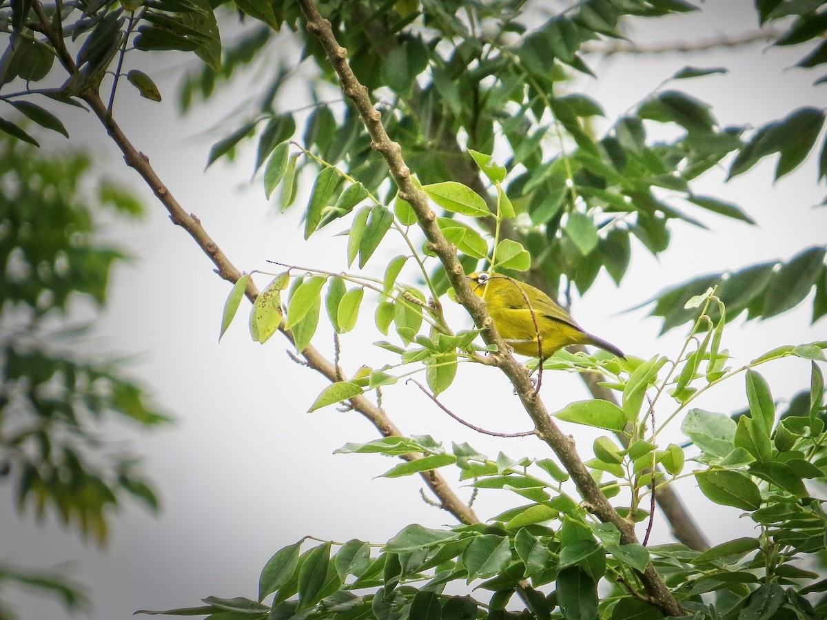 Lemon-bellied White-eye - ML627260356