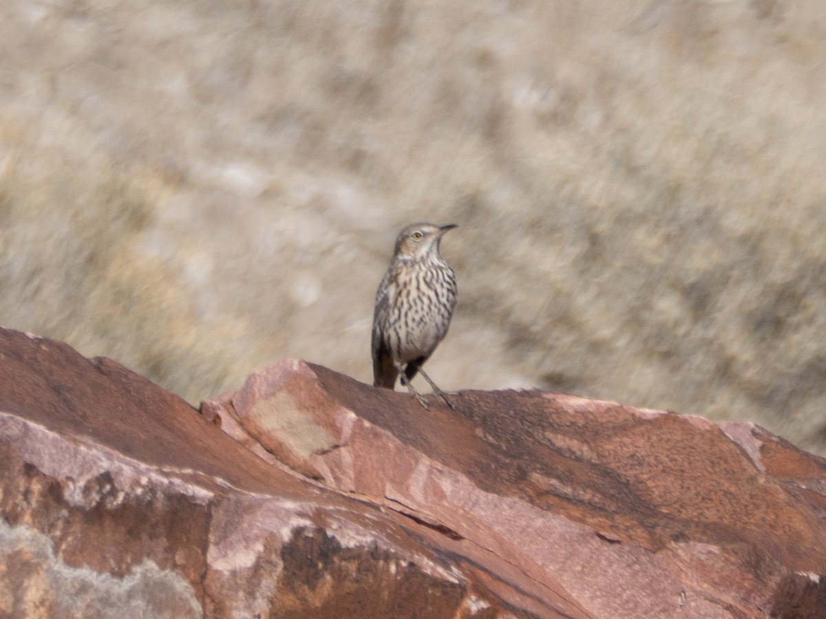 Sage Thrasher - ML627260357