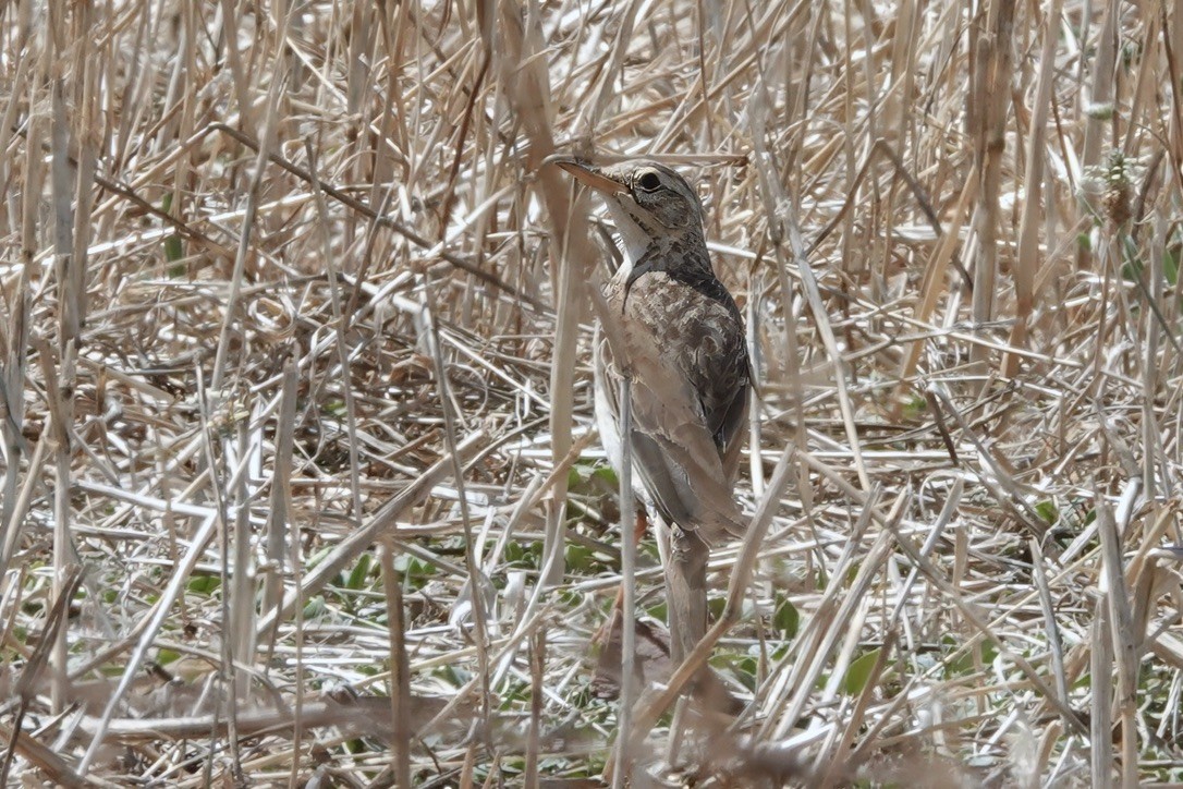 Nicholson's Pipit - ML627260388