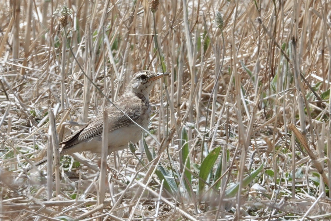 Nicholson's Pipit - ML627260389