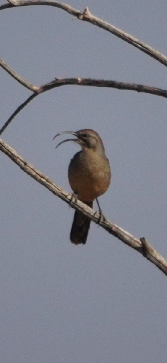 California Thrasher - ML627260435