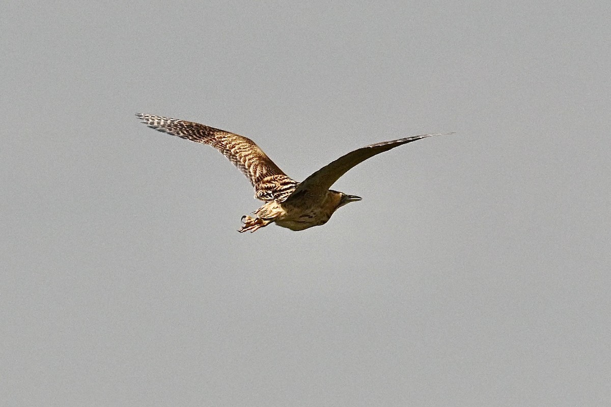 Eurasian Bittern - ML627260452