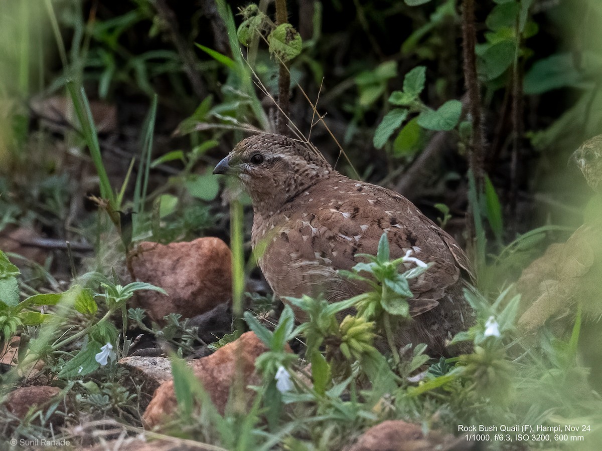 Perdicilla Argundá - ML627260497