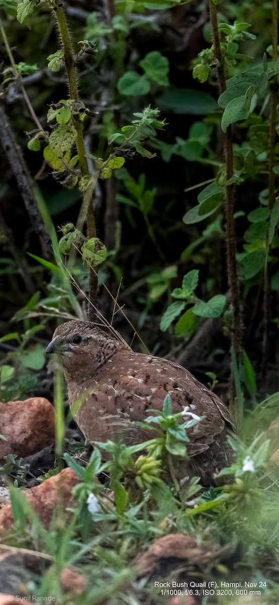 Perdicilla Argundá - ML627260507