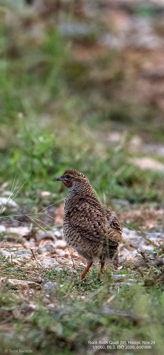 Perdicilla Argundá - ML627260509