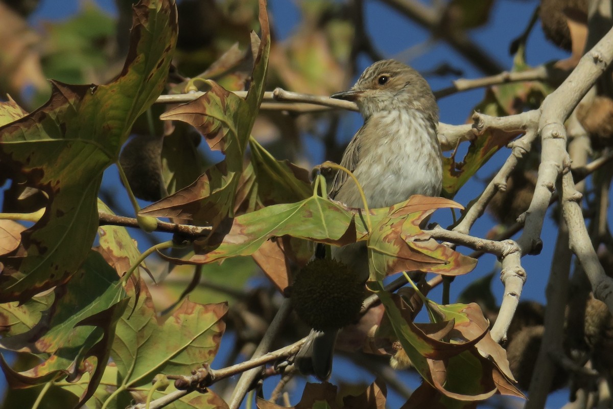 Spotted Flycatcher - Juan Pérez