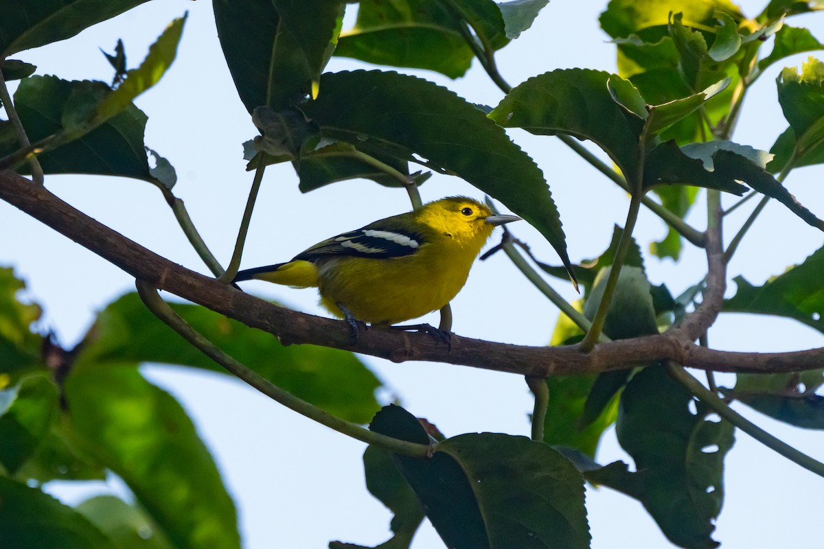 Common Iora - ML627260753