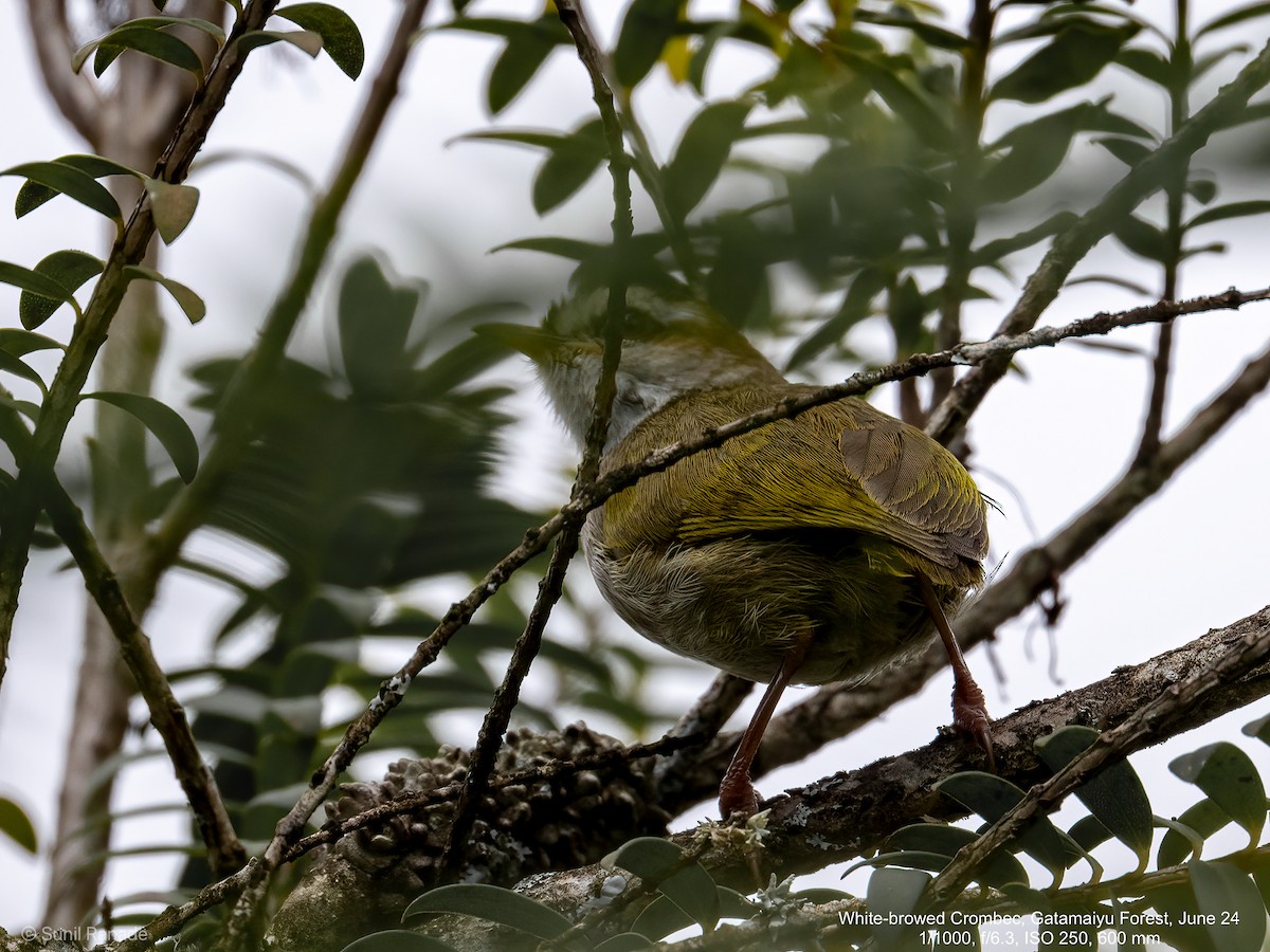 White-browed Crombec - ML627260860