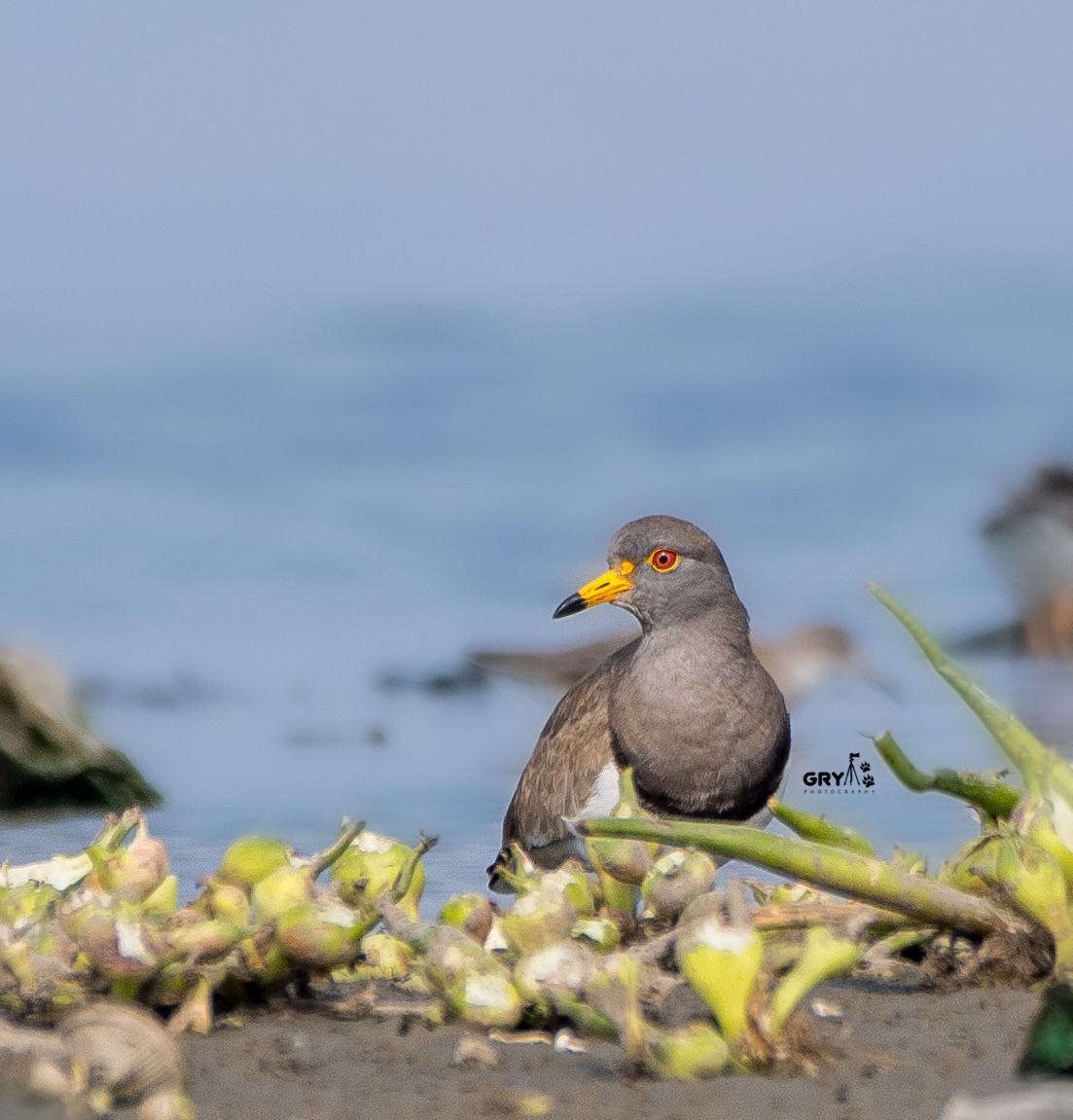 Gray-headed Lapwing - ML627260886