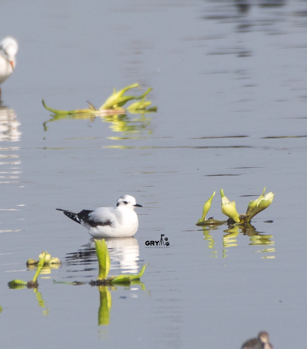 Little Gull - ML627260899