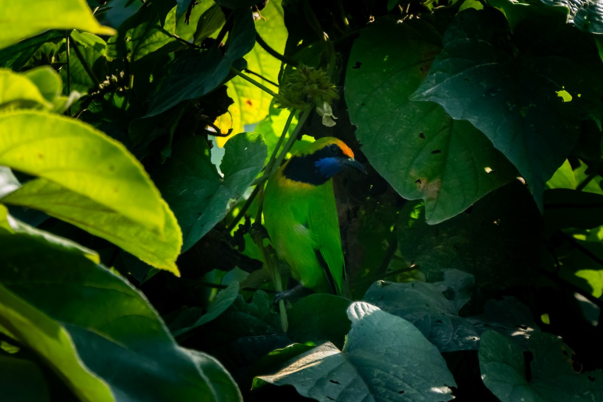 Golden-fronted Leafbird - ML627260907
