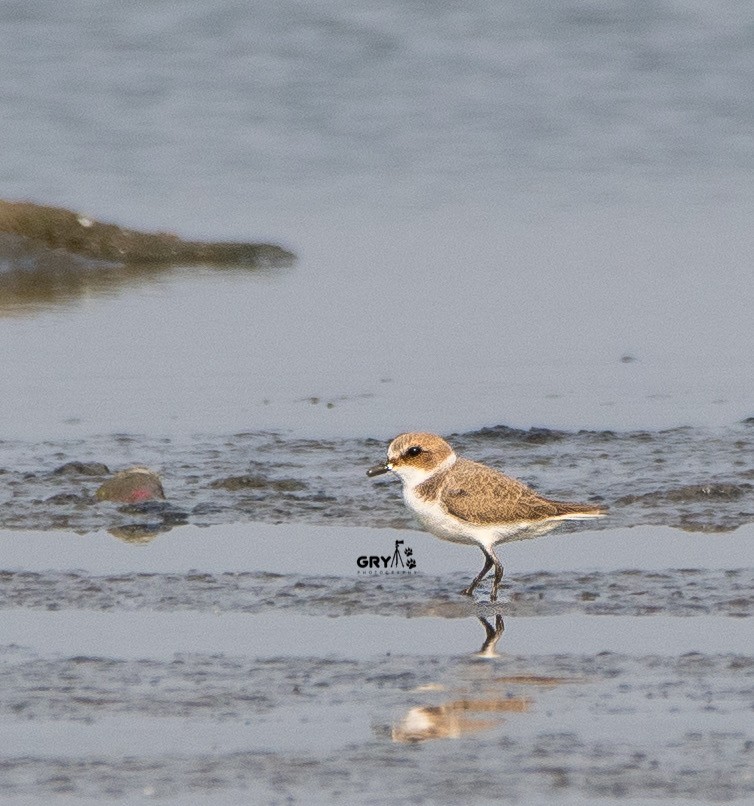 Kentish Plover - ML627260963