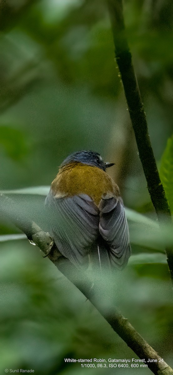 White-starred Robin - ML627261033